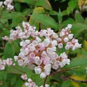 Polygonum campanulatum fleur
